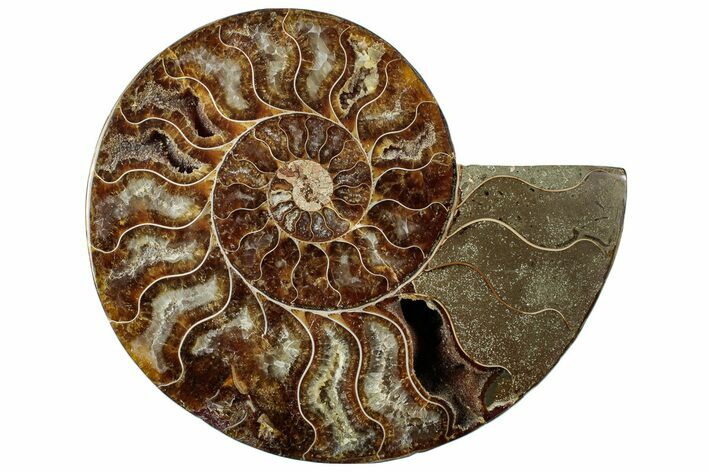 Cut & Polished Ammonite Fossil (Half) - Madagascar #296495